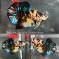 Live Male Betta Black Yellow Tiger Koi Plakat (TNK-A696) High quality what you see what you get!!
