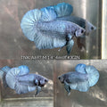 Live Male Betta Steel Blue Solid color Plakat (TNK-A697) High quality what you see what you get!!