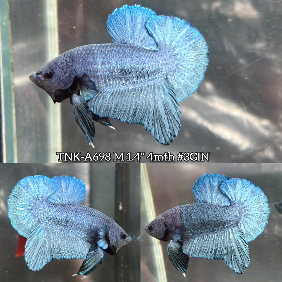 Live Male Betta Steel Blue Solid color Plakat (TNK-A698) High quality what you see what you get!!