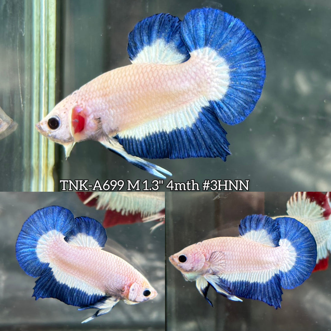 Live Male Betta Blue rim Marble Plakat (TNK-A699) High quality what you see what you get!!