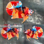 Live Male Betta Nemo Galaxy Plakat (TNK-A700) High quality what you see what you get!!