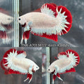 Live Male Betta Red Snow Dragon Plakat (TNK-A701) High quality what you see what you get!!
