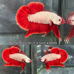Live Male Betta Red Dragon Plakat (TNK-A702) High quality what you see what you get!!