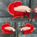Live Male Betta Red Dragon Plakat (TNK-A702) High quality what you see what you get!!