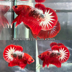 Live Male Betta Red Hellboy Startail Plakat (TNK-A703) High quality what you see what you get!!