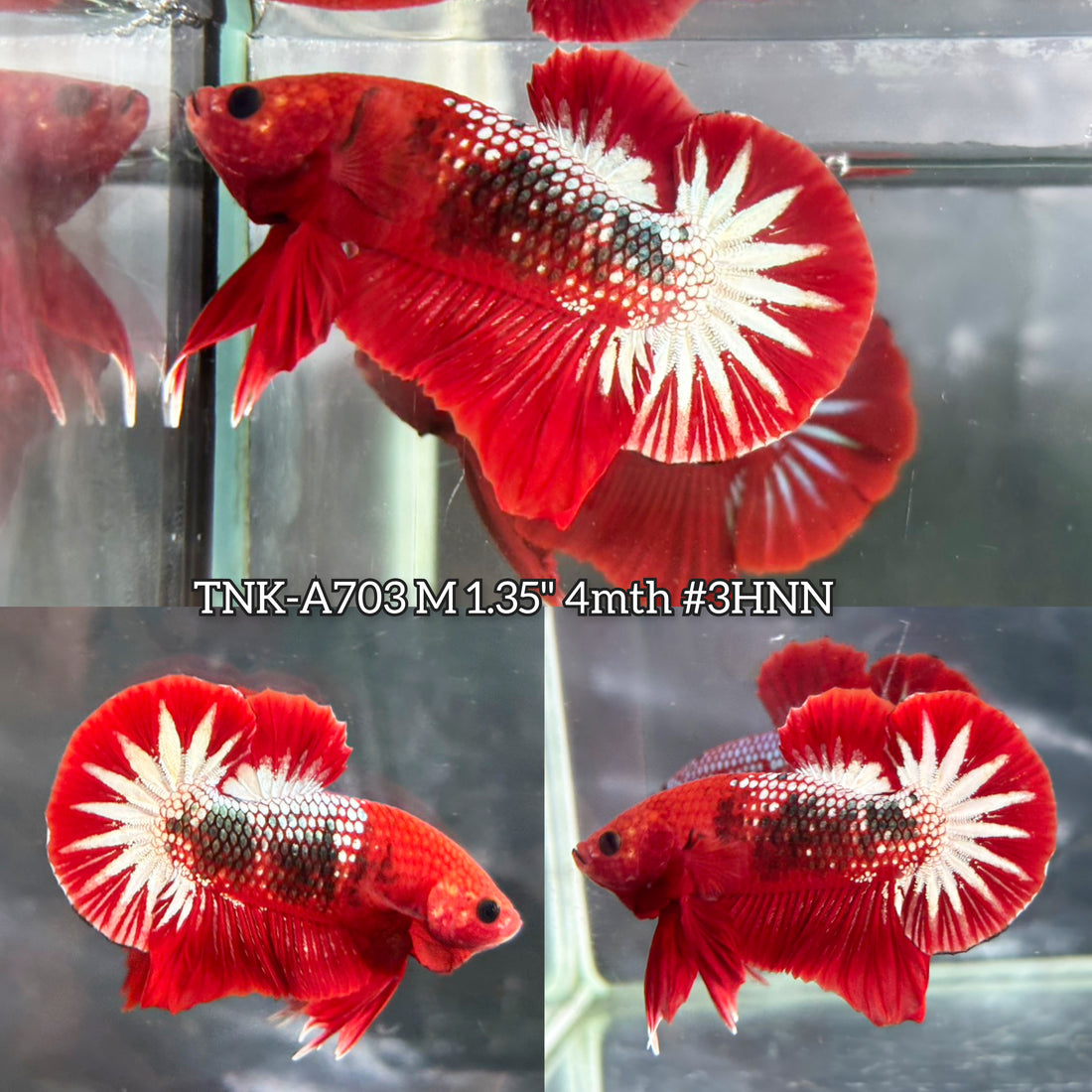 Live Male Betta Red Hellboy Startail Plakat (TNK-A703) High quality what you see what you get!!