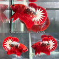 Live Male Betta Red Hellboy Startail Plakat (TNK-A703) High quality what you see what you get!!