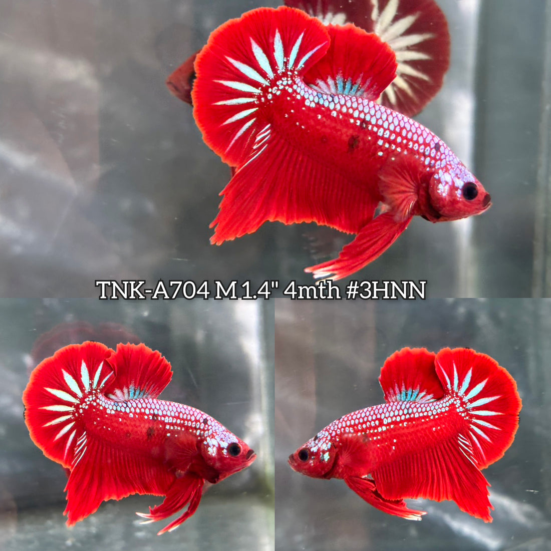 Live Male Betta Red Hellboy Startail Plakat (TNK-A704) High quality what you see what you get!!