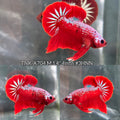 Live Male Betta Red Hellboy Startail Plakat (TNK-A704) High quality what you see what you get!!
