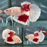 Live Male Betta Classic Koi Red marking Plakat (TNK-A705) High quality what you see what you get!!