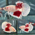 Live Male Betta Classic Koi Red marking Plakat (TNK-A705) High quality what you see what you get!!