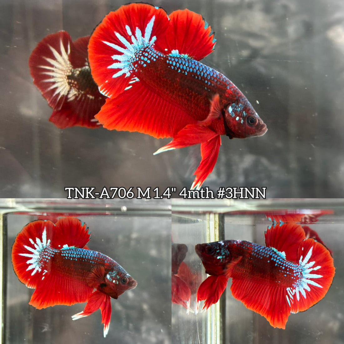 Live Male Betta Fancy Red Hellboy Plakat (TNK-A706) High quality what you see what you get!!