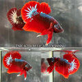 Live Male Betta Fancy Red Hellboy Plakat (TNK-A706) High quality what you see what you get!!