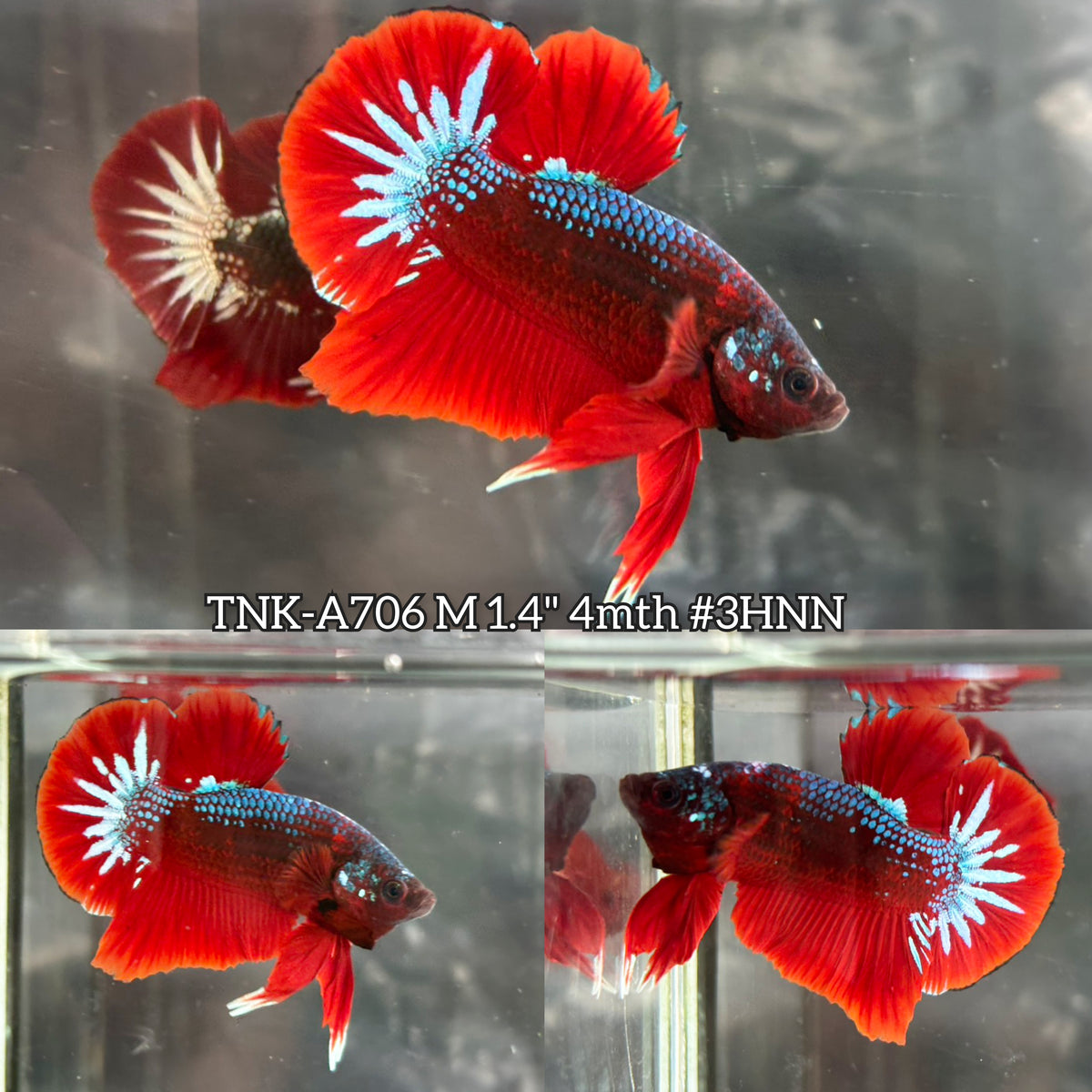 Live Male Betta Fancy Red Hellboy Plakat (TNK-A706) High quality what you see what you get!!