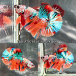 Live Male Betta Candy Multicolors Metallic Plakat (TNK-A707) High quality what you see what you get!!