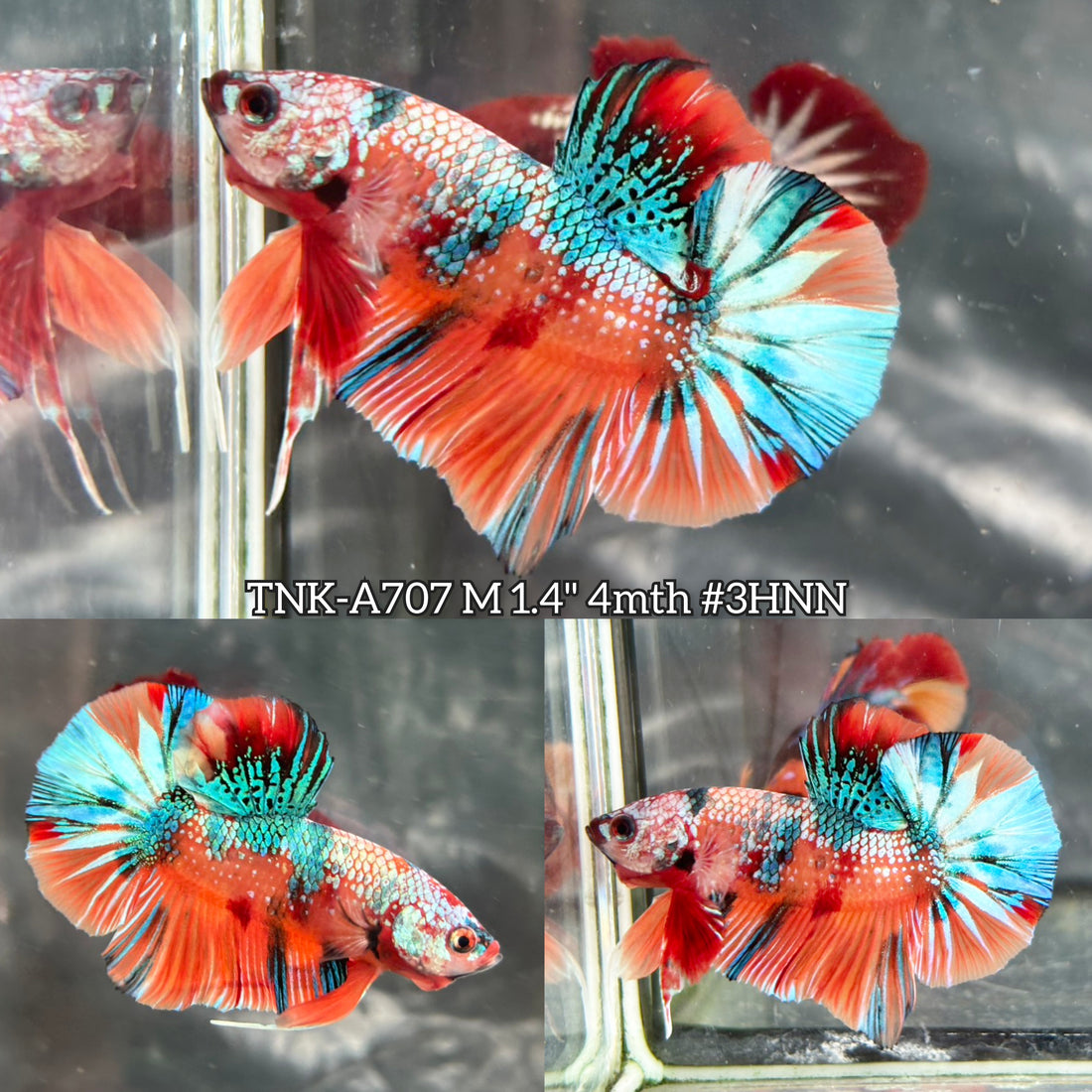 Live Male Betta Candy Multicolors Metallic Plakat (TNK-A707) High quality what you see what you get!!