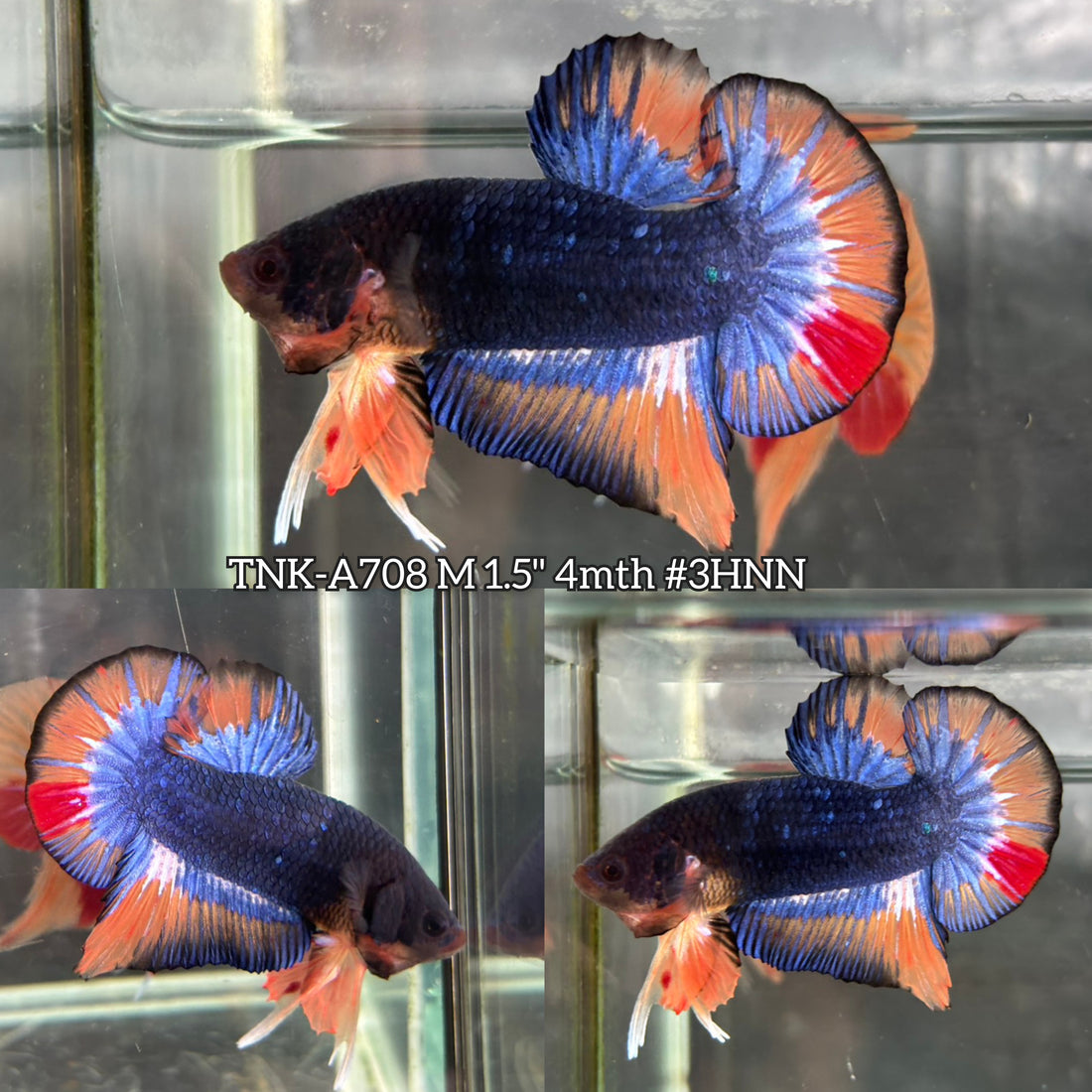 Live Male Betta Fancy Blue Orange Metallic Dark colors Plakat (TNK-A708) High quality what you see what you get!!