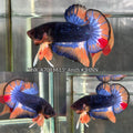 Live Male Betta Fancy Blue Orange Metallic Dark colors Plakat (TNK-A708) High quality what you see what you get!!