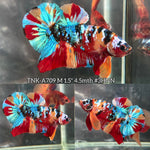 Live Male Betta Galaxy Nemo Full colors Plakat (TNK-A709) High quality what you see what you get!!
