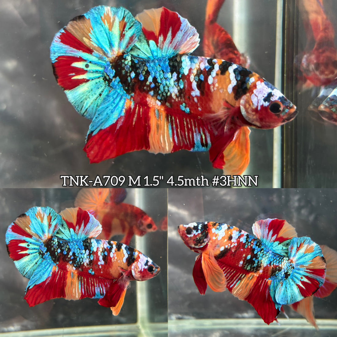 Live Male Betta Galaxy Nemo Full colors Plakat (TNK-A709) High quality what you see what you get!!