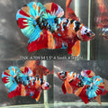Live Male Betta Galaxy Nemo Full colors Plakat (TNK-A709) High quality what you see what you get!!