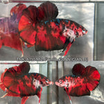 Live Male Betta Red Black Koi Giants Plakat (TNK-A710) High quality what you see what you get!!
