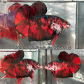 Live Male Betta Red Black Koi Giants Plakat (TNK-A710) High quality what you see what you get!!
