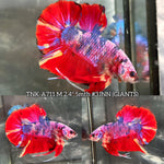 Live Male Betta Fancy Marble Three colors Giants Plakat (TNK-A711) High quality what you see what you get!!