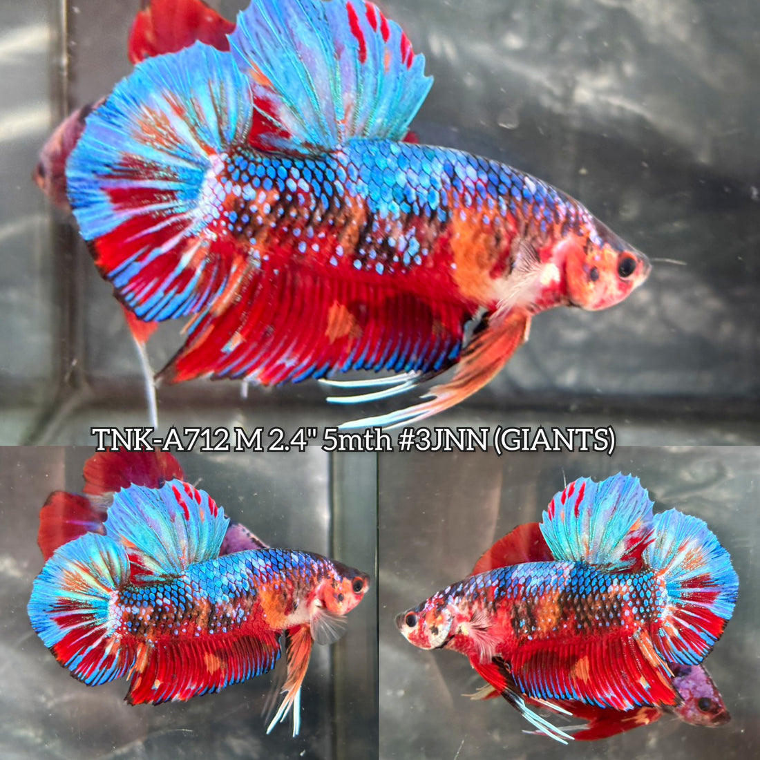 Live Male Betta Galaxy Koi Giants Plakat (TNK-A712) High quality what you see what you get!