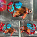 Live Male Betta Galaxy Nemo Giants Plakat (TNK-A713) High quality what you see what you get!