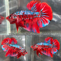 Live Male Betta Red Galaxy Koi Giants Plakat (TNK-A714) High quality what you see what you get!!