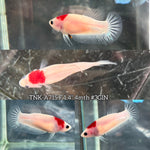 Live Female Betta Tancho marking Red Koi Plakat (TNK-A715) High quality What you see What you get!!
