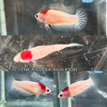 Live Female Betta Tancho marking Red Koi Plakat (TNK-A715) High quality What you see What you get!!