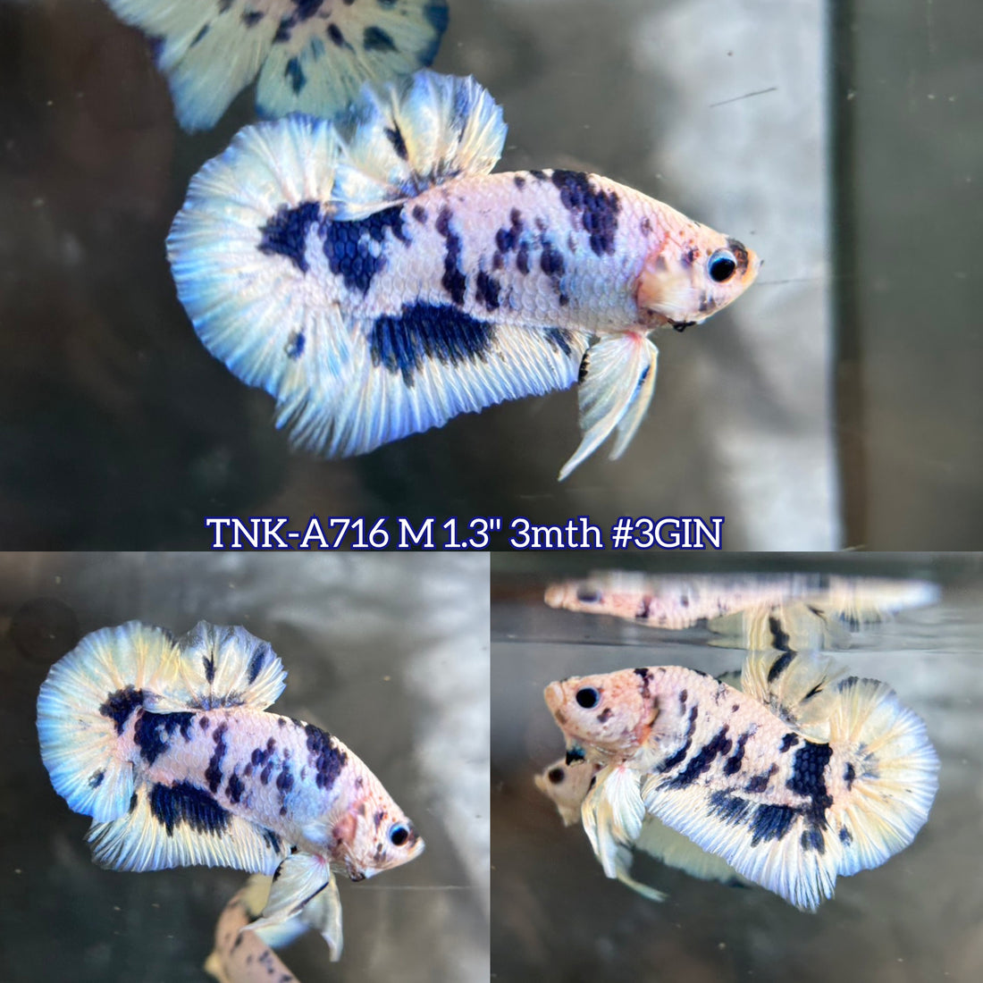 Live Male Betta Blue Marble Polkadot Plakat (TNK-A716) High quality what you see what you get!!