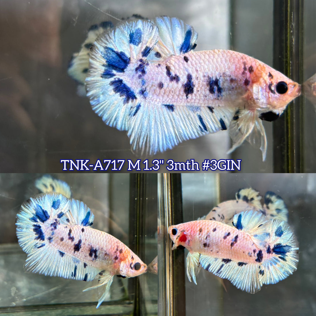 Live Male Betta Blue Marble Polkadot Plakat (TNK-A717) High quality what you see what you get!!