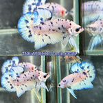 Live Male Betta Blue Marble Polkadot Plakat (TNK-A718) High quality what you see what you get!!