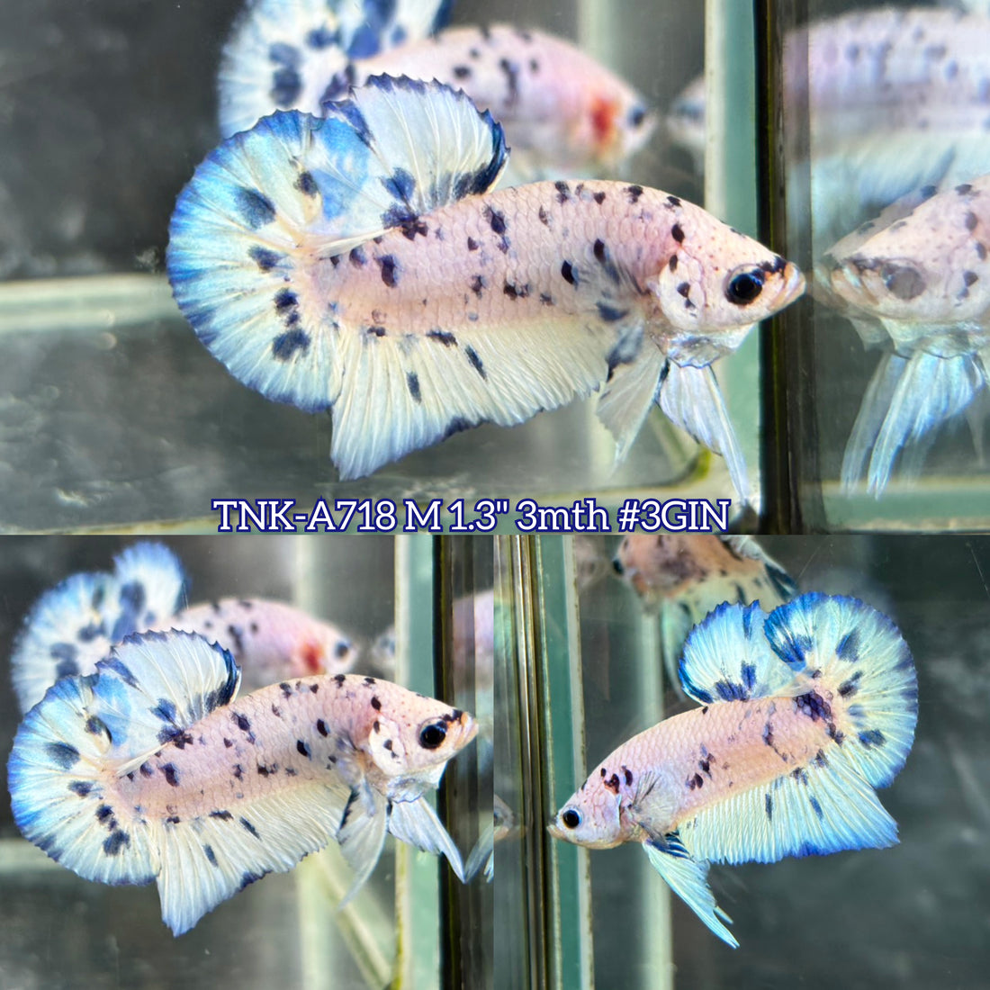 Live Male Betta Blue Marble Polkadot Plakat (TNK-A718) High quality what you see what you get!!