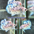 Live Male Betta Blue Marble Polkadot Plakat (TNK-A718) High quality what you see what you get!!