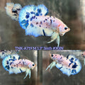 Live Male Betta Blue Marble Polkadot Plakat (TNK-A719) High quality what you see what you get!!