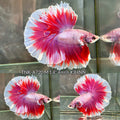 Live Male Betta Fancy Pink Lavender Over Halfmoon (TNK-A720) High quality what you see what you get!!