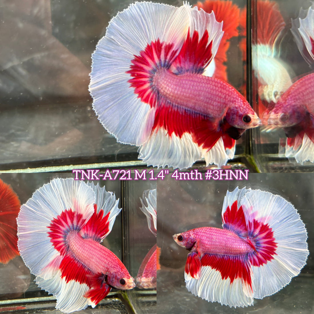 Live Male Betta Purple Pink Butterfly Over Halfmoon (TNK-A721) High quality what you see what you get!!