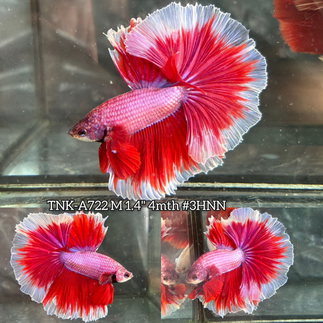 Live Male Betta Fancy Pink Lavender Over Halfmoon (TNK-A722) High quality what you see what you get!!
