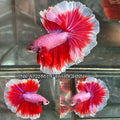Live Male Betta Fancy Pink Lavender Over Halfmoon (TNK-A722) High quality what you see what you get!!