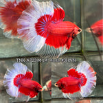 Live Male Betta Red Butterfly Halfmoon (TNK-A723) High quality what you see what you get!!