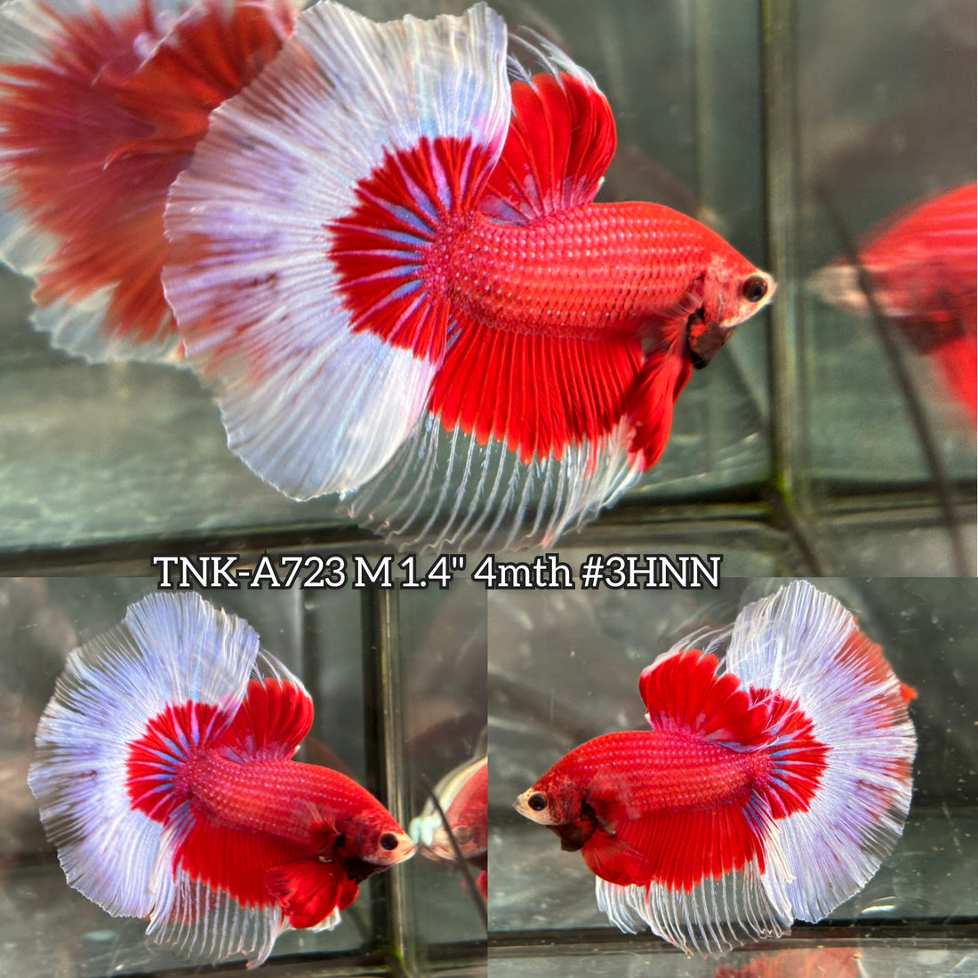 Live Male Betta Red Butterfly Halfmoon (TNK-A723) High quality what you see what you get!!