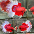 Live Male Betta Red Butterfly Halfmoon (TNK-A723) High quality what you see what you get!!