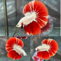 Live Male Betta Red Snow Dragon Halfmoon (TNK-A724) High quality what you see what you get!!