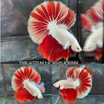 Live Male Betta Red Snow Dragon Halfmoon (TNK-A725) High quality what you see what you get!!