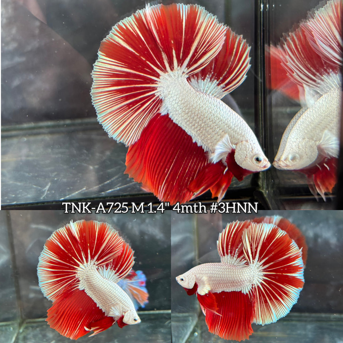 Live Male Betta Red Snow Dragon Halfmoon (TNK-A725) High quality what you see what you get!!
