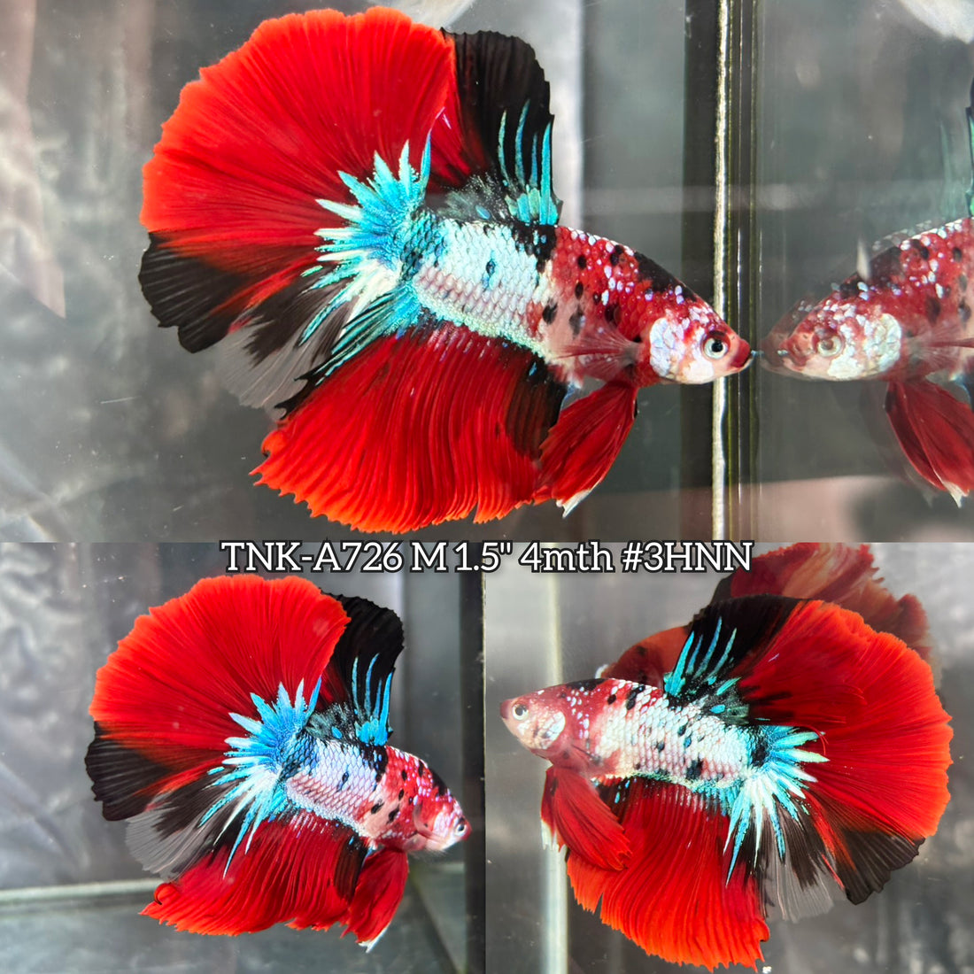 Live Male Betta Red Galaxy Koi Halfmoon (TNK-A726) High quality what you see what you get!!